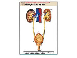 Рельефная таблица "Мочевыделительная система" (формат А1, матовое ламинирование) - fgospostavki.ru - Красный Сулин