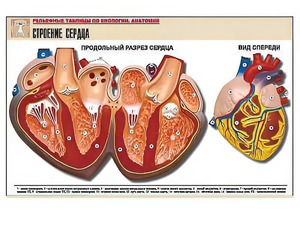 Рельефная таблица "Строение сердца" (формат А1, матовое ламинирование) - fgospostavki.ru - Красный Сулин