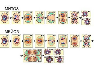 Модель-аппликация "Деление клетки. Митоз и мейоз" (ламинированная) - fgospostavki.ru - Красный Сулин