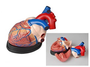 Модель сердца в разрезе (демонстрационная) - fgospostavki.ru - Красный Сулин