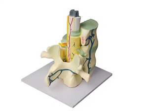 Модель части позвоночника человека - fgospostavki.ru - Красный Сулин