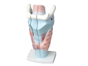 Модель гортани в разрезе - fgospostavki.ru - Красный Сулин