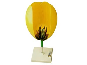 Модель цветка тюльпана - fgospostavki.ru - Красный Сулин