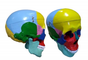 Модель "Череп" (с раскрашенными костями) - fgospostavki.ru - Красный Сулин