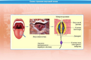 Интерактивные курсы. Биология 10 класс. Расширенный. - fgospostavki.ru - Красный Сулин