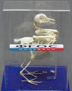 Скелет голубя - fgospostavki.ru - Красный Сулин