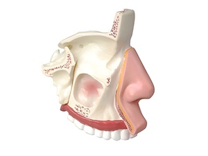 Модель носа в разрезе - fgospostavki.ru - Красный Сулин