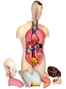 Торс человека разборный (42 см.) - fgospostavki.ru - Красный Сулин