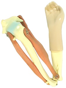 Модель локтевого сустава подвижная - fgospostavki.ru - Красный Сулин