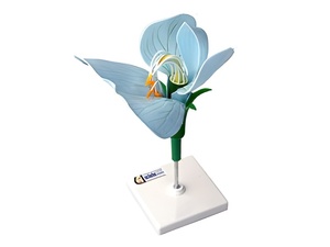 Модель цветка гороха - fgospostavki.ru - Красный Сулин