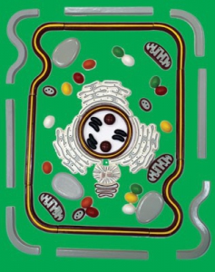 Модель-аппликация "Строение клетки" (набор из 54 пластмассовых фигур) - fgospostavki.ru - Красный Сулин