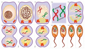Модель-аппликация Деление клетки. Митоз и мейоз - fgospostavki.ru - Красный Сулин