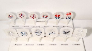 Модель "Митоз и мейоз клетки" - fgospostavki.ru - Красный Сулин