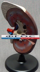 Модель "Почка" (увеличенная) - fgospostavki.ru - Красный Сулин