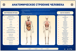 Электрифицированный стенд-тренажер c макетом скелета "Анатомическое строение человека" - fgospostavki.ru - Красный Сулин