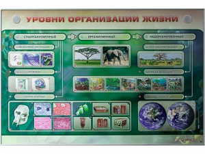 Электрифицированный стенд "Уровни организации жизни" - fgospostavki.ru - Красный Сулин