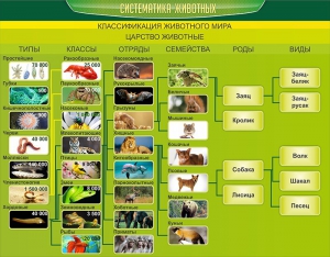 Стенд "Систематика животных" - fgospostavki.ru - Красный Сулин