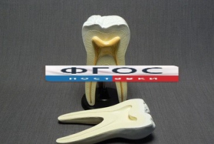 Модель "Строение зуба" - fgospostavki.ru - Красный Сулин