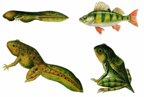 Модель-аппликация Цикл развития костной рыбы и лягушки - fgospostavki.ru - Красный Сулин