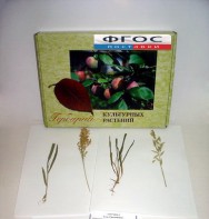 Гербарий "Культурные растения" (28 видов) - fgospostavki.ru - Красный Сулин