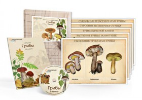 Комбинированное наглядное пособие  «Грибы» - fgospostavki.ru - Красный Сулин