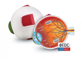 Модель глаза человека (анатомическая) - fgospostavki.ru - Красный Сулин