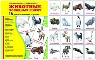 Демонстрационные карточки "Животные холодных широт" - fgospostavki.ru - Красный Сулин