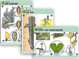 Комплект таблиц по биологии демонстрационных "Ботаника 1" (12 таблиц, формат А1, ламинированные) - fgospostavki.ru - Красный Сулин