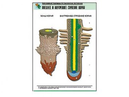 Рельефная таблица "Внешнее и внутреннее строение корня" (формат А1, матовое ламинирование) - fgospostavki.ru - Красный Сулин