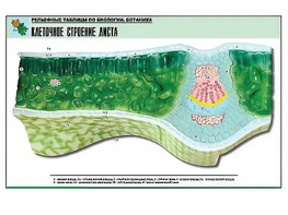 Рельефная таблица "Клеточное строение листа" (формат А1, матовое ламинирование) - fgospostavki.ru - Красный Сулин