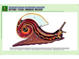 Рельефная таблица "Внутреннее строение брюхоногого моллюска" (формат А1, матовое ламинирование) - fgospostavki.ru - Красный Сулин
