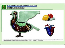 Рельефная таблица "Внутреннее строение голубя" (формат А1, матовое ламинирование) - fgospostavki.ru - Красный Сулин