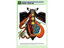 Рельефная таблица "Внутреннее строение жука" (формат А1, матовое ламинирование) - fgospostavki.ru - Красный Сулин