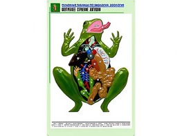 Рельефная таблица "Внутреннее строение лягушки" (формат А1, матовое ламинирование) - fgospostavki.ru - Красный Сулин