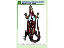 Рельефная таблица "Внутреннее строение ящерицы" (формат А1, матовое ламинирование) - fgospostavki.ru - Красный Сулин