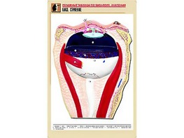 Рельефная таблица "Глаз. Строение" (формат А1, матовое ламинирование) - fgospostavki.ru - Красный Сулин