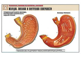 Рельефная таблица "Желудок. Внешняя и внутренняя поверхности" (формат А1, матовое ламинирование) - fgospostavki.ru - Красный Сулин