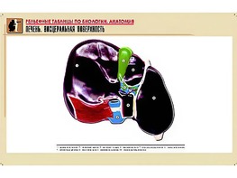 Рельефная таблица "Печень. Висцеральная поверхность" (формат А1, матовое ламинирование) - fgospostavki.ru - Красный Сулин