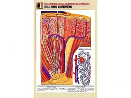 Рельефная таблица "Почка. Макро-микростроение" (формат А1, матовое ламинирование) - fgospostavki.ru - Красный Сулин