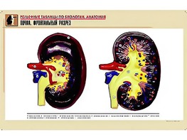 Рельефная таблица "Почка. Фронтальный разрез" (формат А1, матовое ламинирование) - fgospostavki.ru - Красный Сулин