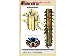 Рельефная таблица "Строение спинного мозга " (формат А1, матовое ламинирование) - fgospostavki.ru - Красный Сулин