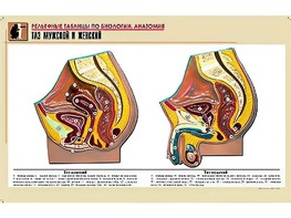 Рельефная таблица "Таз мужской и женский" (формат А1, матовое ламинирование) - fgospostavki.ru - Красный Сулин
