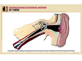 Рельефная таблица "Ухо человека" (формат А1, матовое ламинирование) - fgospostavki.ru - Красный Сулин