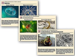 Комплект таблиц раздаточных "Ядовитые животные" - fgospostavki.ru - Красный Сулин