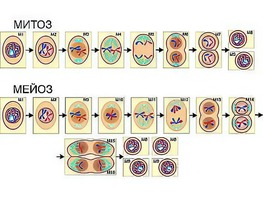 Модель-аппликация "Деление клетки. Митоз и мейоз" (ламинированная) - fgospostavki.ru - Красный Сулин