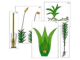 Модель-аппликация "Размножение мха" (ламинированная) - fgospostavki.ru - Красный Сулин