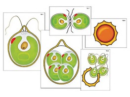 Модель-аппликация "Размножение одноклеточной водоросли" (ламинированная) - fgospostavki.ru - Красный Сулин