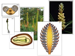 Модель-аппликация "Размножение сосны" (ламинированная) - fgospostavki.ru - Красный Сулин
