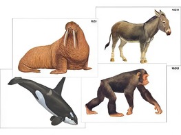 Модель-аппликация "Разнообразие высших хордовых 2. Млекопитающие" (ламинированная) - fgospostavki.ru - Красный Сулин