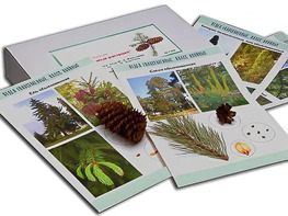 Коллекция "Голосеменные растения" - fgospostavki.ru - Красный Сулин